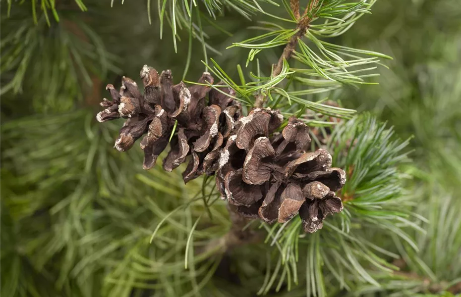 Koniferen im Garten immergrüne Nadelgehölze Olerum