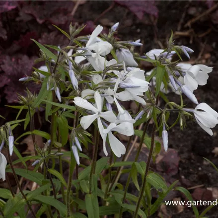 Kanadische Wald-Flammenblume 'White Perfume'