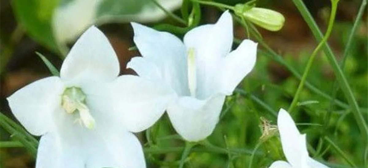 Rundblättrige Glockenblume 'White Gem' 9 x 9 cm Topf 0,5 Liter