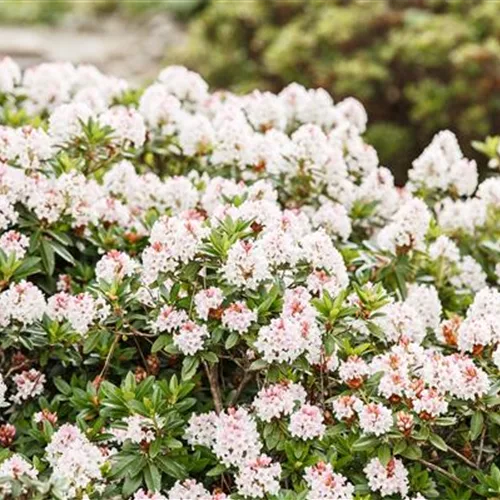 Rhododendron micranthum 'Bloombux'® für Hecken