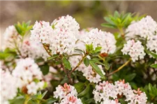 Rhododendron 'Bloombux' -R- Set Topf 2 Liter mit 3 Pflanzen 20- 25