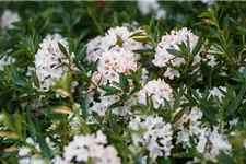 Rhododendron micranthum 'Bloombux'® für Hecken Topf 2 Liter (25 Stück für 5m Hecke) 