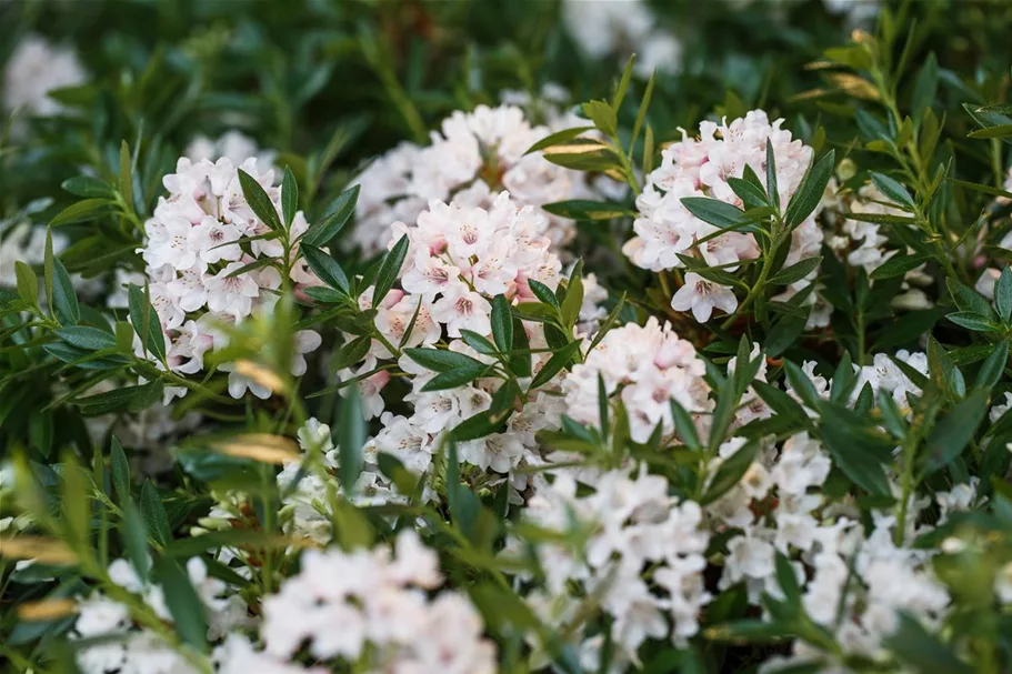 Rhododendron micranthum 'Bloombux'® für Hecken Topf 2 Liter (25 Stück für 5m Hecke) 
