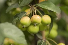 Zierapfel 'Golden Hornet' Solitärpflanze 3x verpflanzt mit Draht-Ballen 150- 200