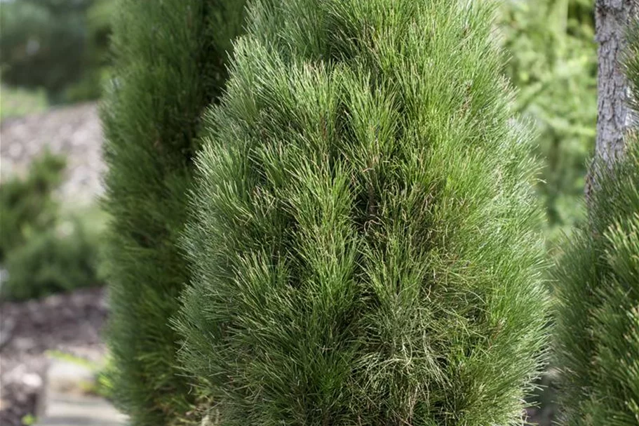 Schwarzkiefer 'Green Tower' Solitärpflanze 4x verpflanzt mit Draht-Ballen 125- 150