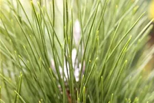 Schwarzkiefer 'Green Tower' Solitärpflanze 4x verpflanzt mit Draht-Ballen 125- 150