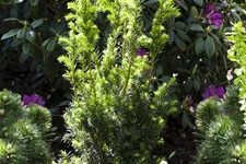 Eibe 'Hillii' Solitärpflanze 5x verpflanzt mit Draht-Ballen 125- 150