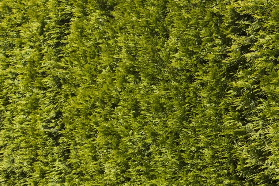 Lebensbaum 'Smaragd' Topf 7,5 Liter 80- 100