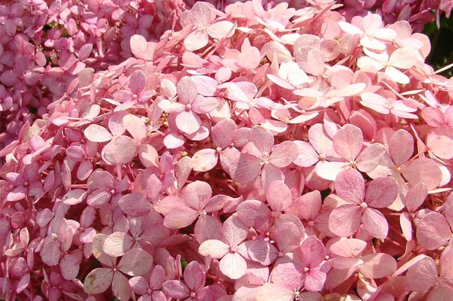 Ballhortensien 'Pink Annabelle'® 3er-Set Topf 4,6 Liter, Set mit 3 Pflanzen, 40- 60 cm