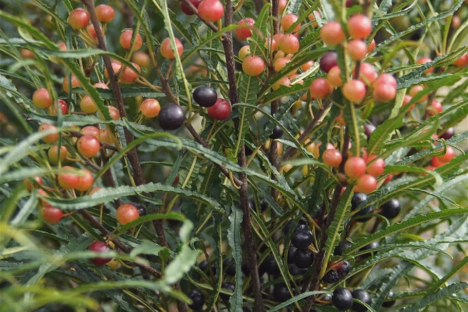 Rhamnus frangula 'Fine Line'® Solitärpflanze 4x verpflanzt mit Ballen 100- 125
