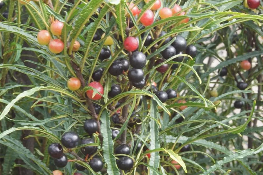 Rhamnus frangula 'Fine Line'® Solitärpflanze 4x verpflanzt mit Ballen 100- 125