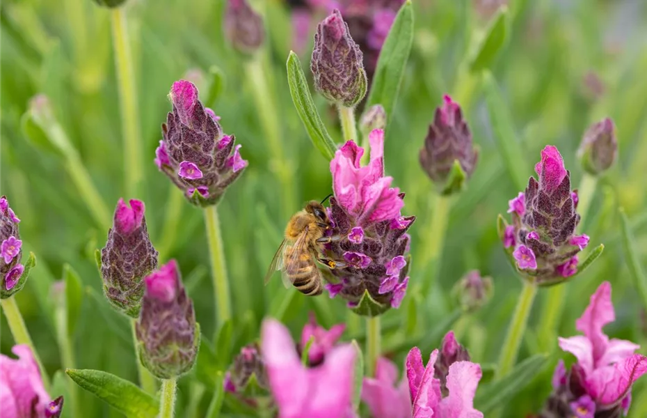 Bienenpflanzen auf dem Balkon - Wohltun für die Natur