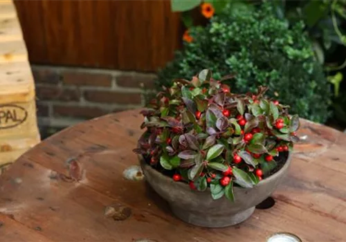 Scheinbeere - Einpflanzen in ein Gefäß