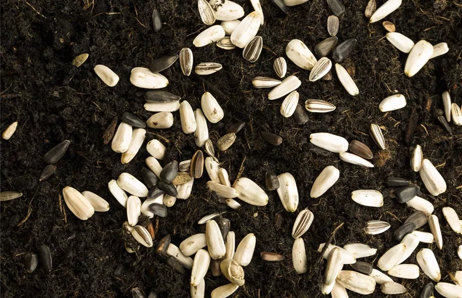 Saatbänder herstellen – eine gute Basis für Samen