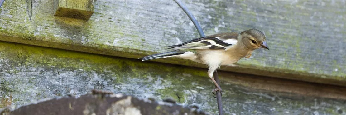 Vogelhäuser bieten Schutz vor Fressfeinden