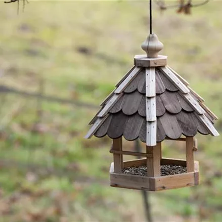 Das Vogelhaus – Schutz und Nahrung im Winter