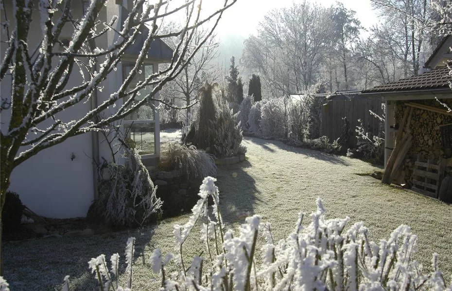 Frostrisse im Winter – Bäume schützen & versorgen