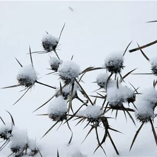 Schnee im Garten – Schutz und Gefahr für Pflanzen