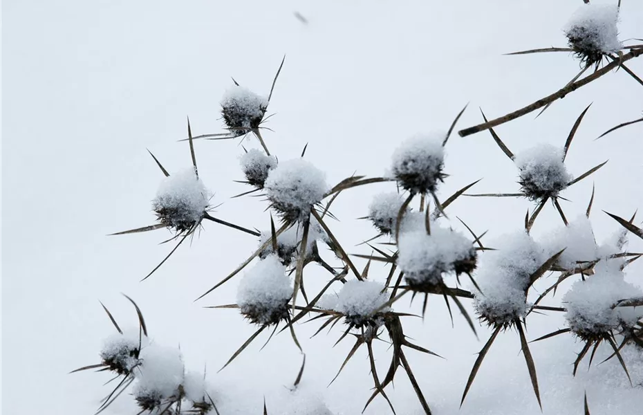 Schnee im Garten – Schutz und Gefahr für Pflanzen