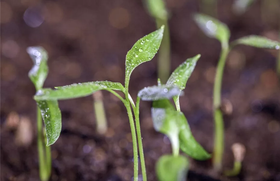 Anzuchthilfen – so werden kleine Pflanzen groß und stark