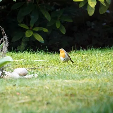 Vögel im Garten – Nahrung und Schutz