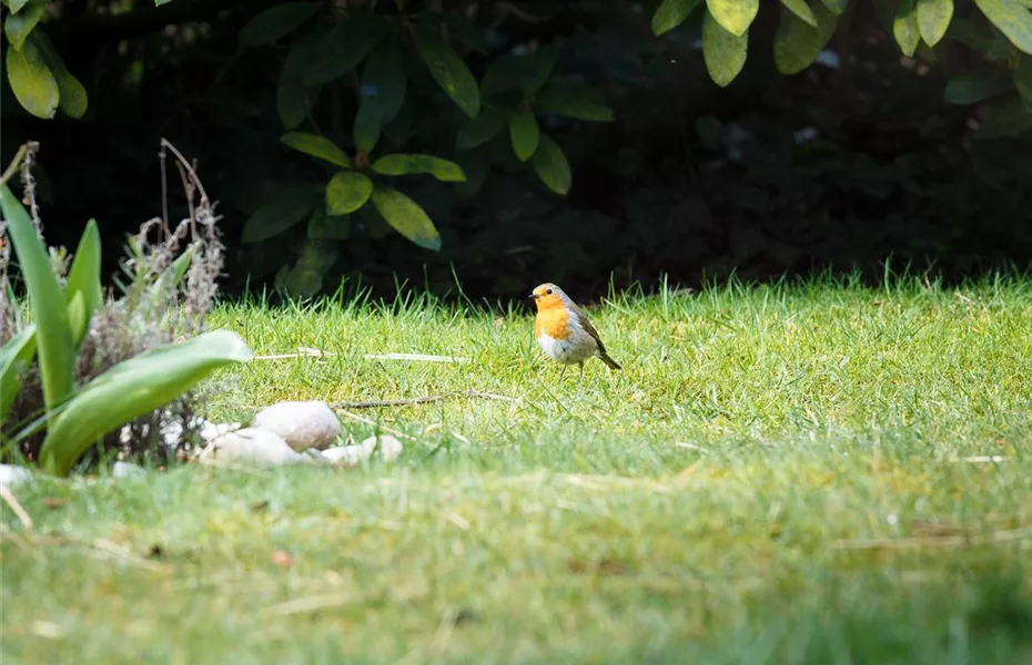 Vögel im Garten – Nahrung und Schutz