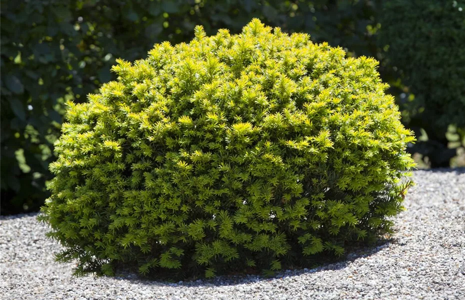 Koniferen im Garten immergrüne Nadelgehölze Olerum