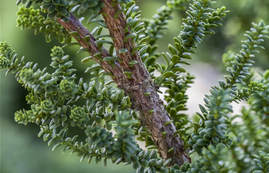Koniferen im Garten immergrüne Nadelgehölze Olerum