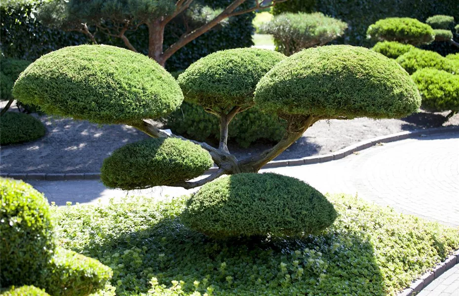 Koniferen im Garten – immergrüne Nadelgehölze