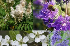 Insektennährgehölz Set 3: Topf 3 Liter mit 4 Pflanzen 