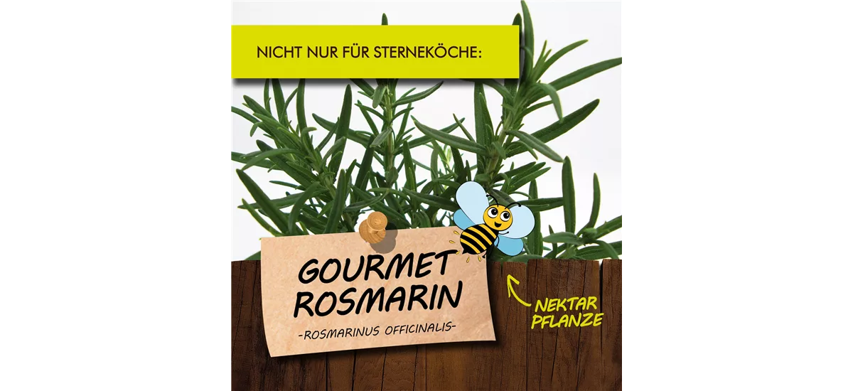 Bio Gourmet-Rosmarin Kräutertopf 12 cm Gourmet-Rosmarin