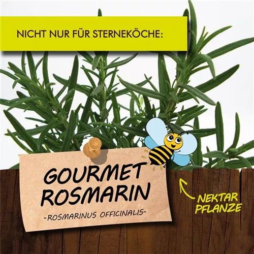 Bio Gourmet-Rosmarin