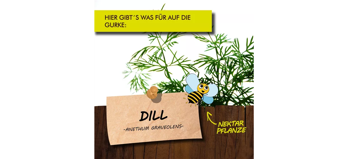 Bio Dill Kräutertopf 12 cm Dill