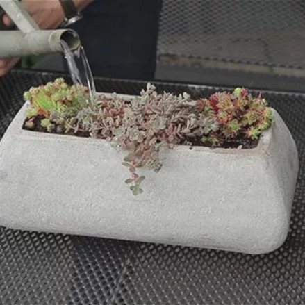 Steingartengewächse - Einpflanzen in ein Gefäß