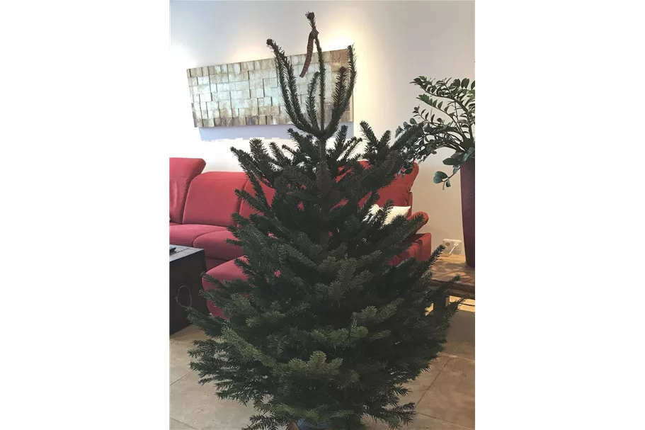 Weihnachtsbaum Nordmanntanne Nordmanntanne- Sperrgutversand