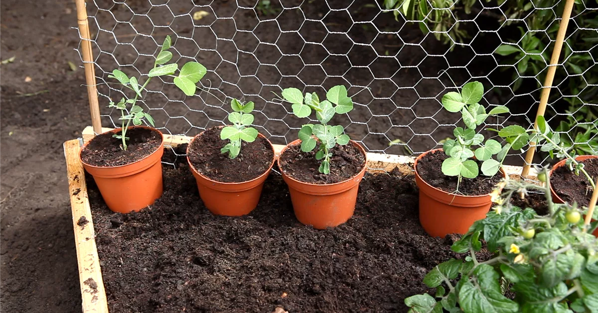 60+ Erbsen Säen Hochbeet, Für einen höheren ernteertrag säen.