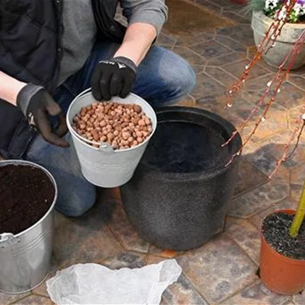 Hängekätzchenweide - Einpflanzen in einen Kübel