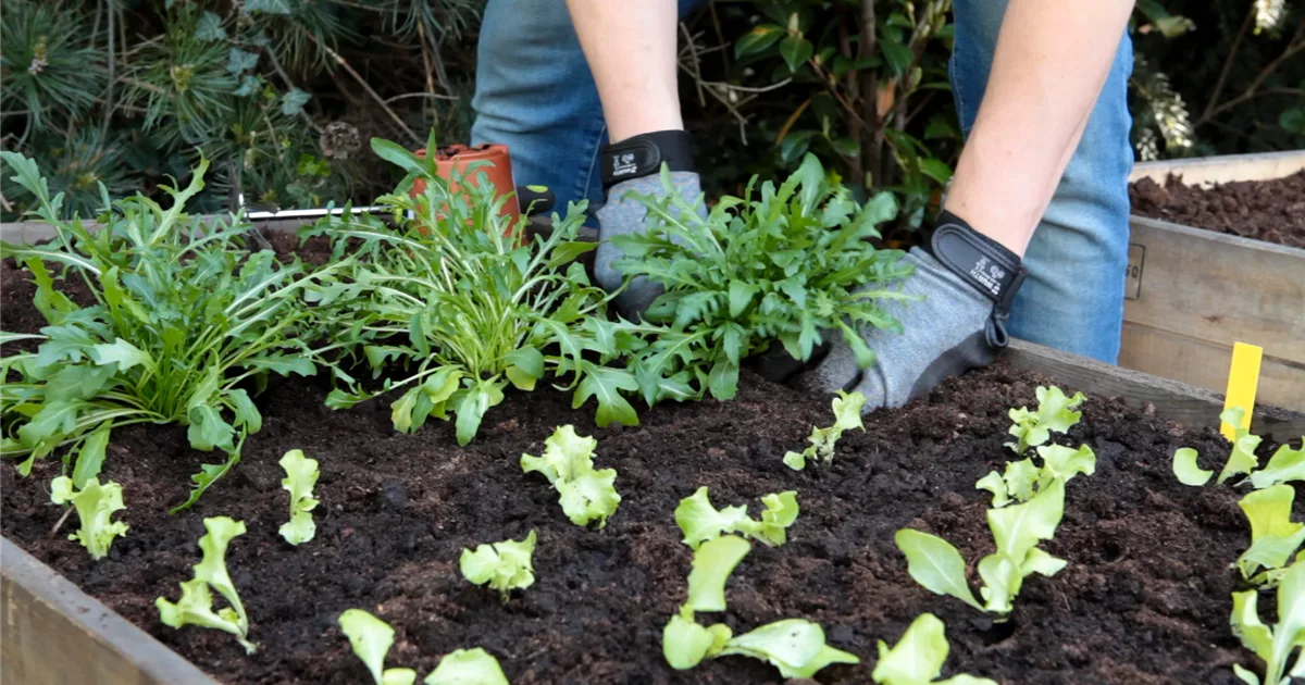 Rucola Einpflanzen im Hochbeet Olerum
