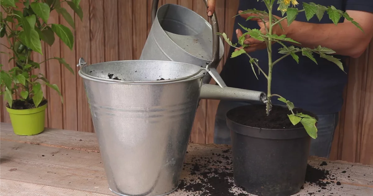 Tomaten Einpflanzen in ein Gefäß Olerum