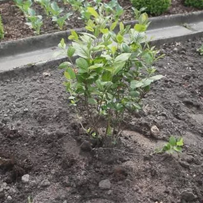 Apfelbeere (Aronia) - Einpflanzen im Garten