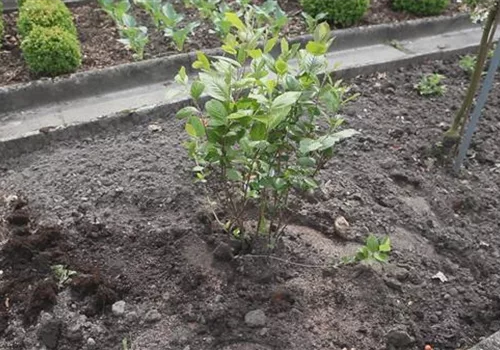 Apfelbeere (Aronia) - Einpflanzen im Garten