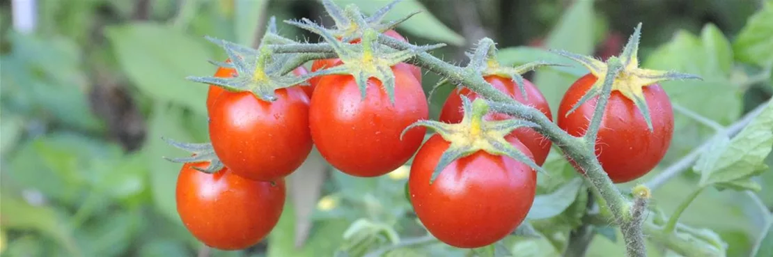 Zu Obst und Gemüse gehören Tomaten