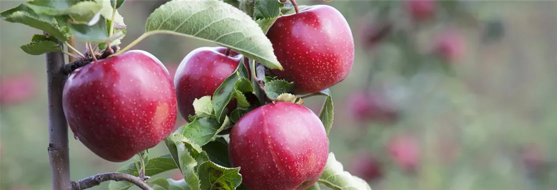 Obstbäume und Obststräucher mit leckeren Äpfeln