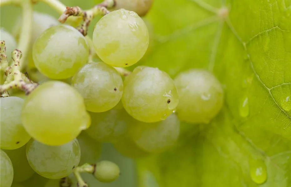 Tafeltrauben aus dem Garten – lecker und gesund! 