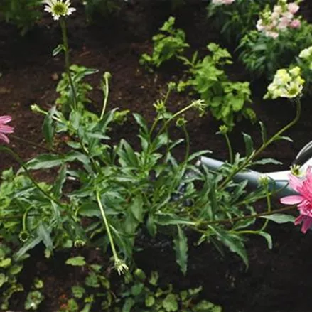 Rudbeckie - Einpflanzen im Garten