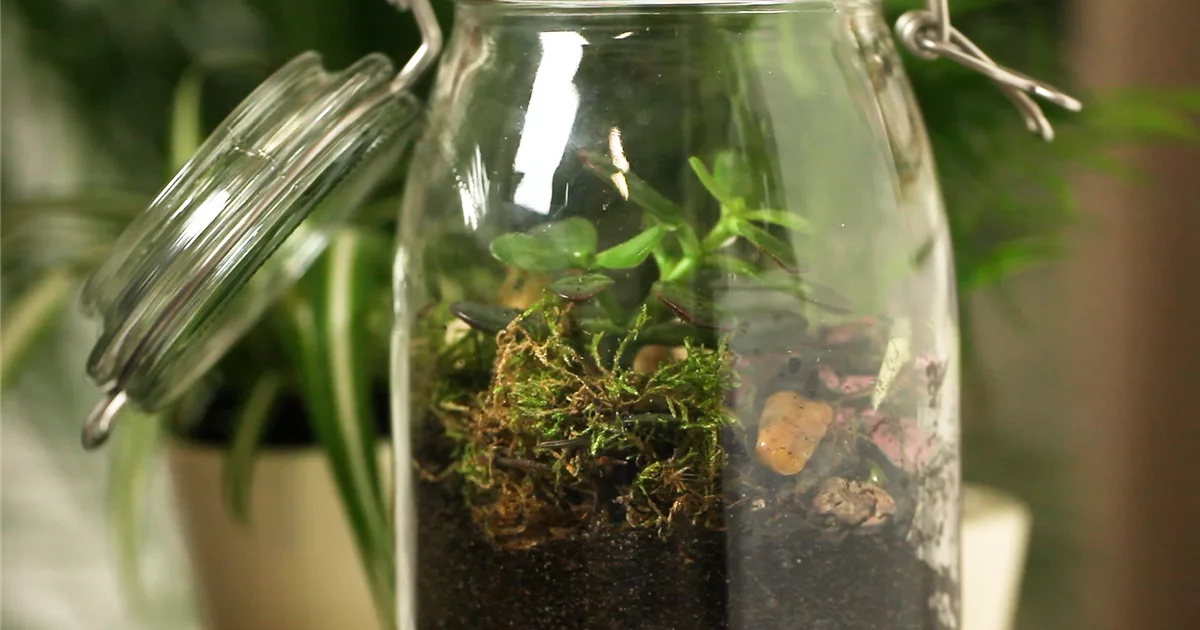 Ein Biotop im Glas einrichten Olerum