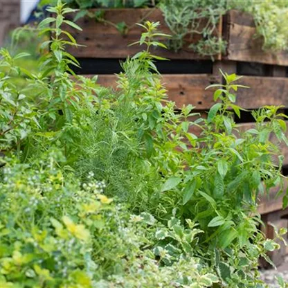 Urban Gardening - frische Bio-Kräuter auf Balkonen