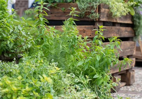 Urban Gardening - frische Bio-Kräuter auf Balkonen