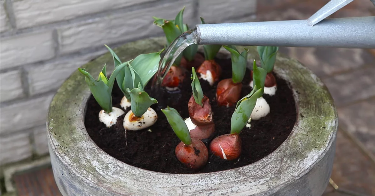 Tulpen Einpflanzen in ein Gefäß Olerum