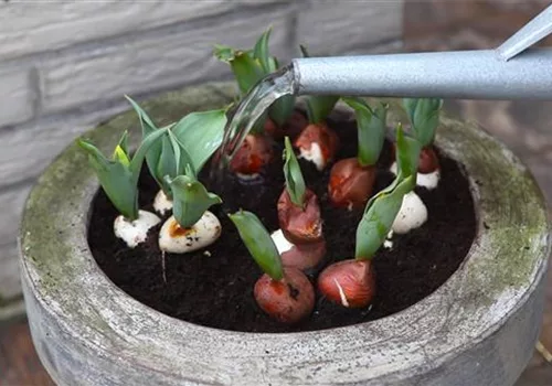 Tulpen - Einpflanzen in ein Gefäß